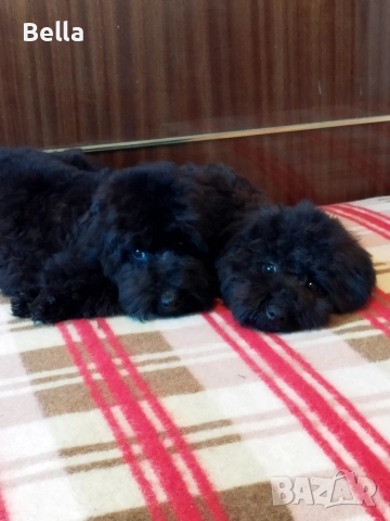 Мини пудел , снимка 14 - Пудели - 53132342