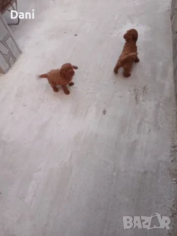 Tyi Mini Pydel Sladyri, снимка 8 - Пудели - 55931560
