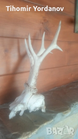 Трофей от сръндак -5 броя , снимка 2 - Антикварни и старинни предмети - 54056882