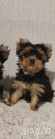 Йоркширски териер  , снимка 5 - Йоркширски териер - 51385796