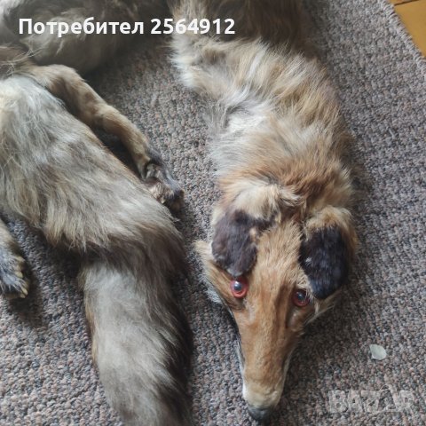 Продавам лисица , снимка 3 - Шалове - 37897185