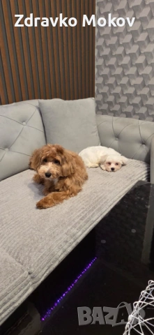 малтийска болонка, снимка 4 - Болонка - 53930587