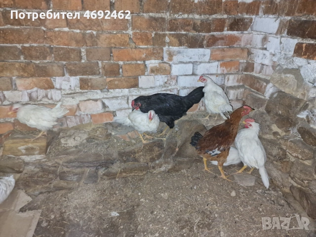 Млади петлета, снимка 3 - Кокошки и пуйки - 54306322