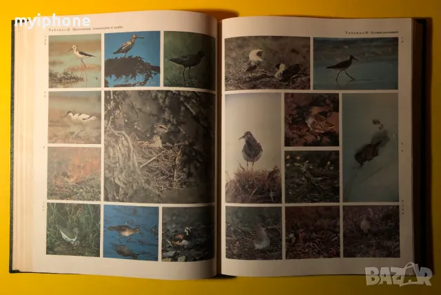 Стара Книга от Поредицата Живота на Животните/ Птиците том 6, снимка 6 - Енциклопедии, справочници - 49252831