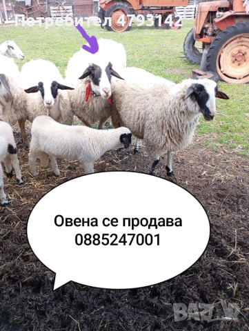 Продавам овен