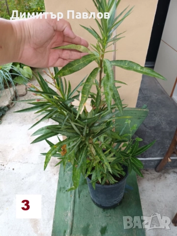 Зокуми,Олеандри,Лян, снимка 6 - Градински цветя и растения - 51546447