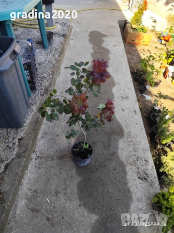 Червена Смрадлика (Cotinus coggygria 'Royal Purple'), снимка 11 - Разсади - 40979126