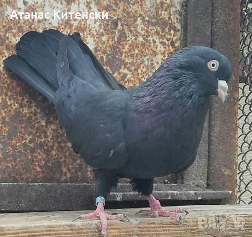 Пазарджишки  високолетачи , снимка 12 - Гълъби - 30874877