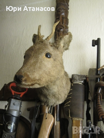Ловен Трофей Сръндак! , снимка 3 - Декорация за дома - 52584494