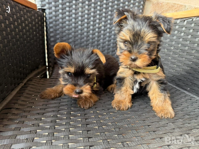 Йоркширски териер Актуално от 19.12.2025, снимка 3 - Йоркширски териер - 52839494