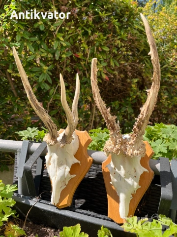 Трофеи сръндак, лов и риболов, снимка 3 - Екипировка - 54239520