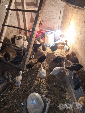 продавам селски пилета , снимка 7 - Кокошки и пуйки - 54069894