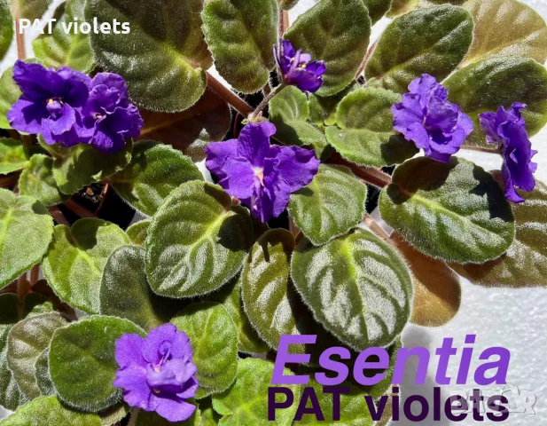 Saintpaulia Сейнтполия Сентполия African Violet Aфриканска теменужка стайна теменужка Фiалка цветя