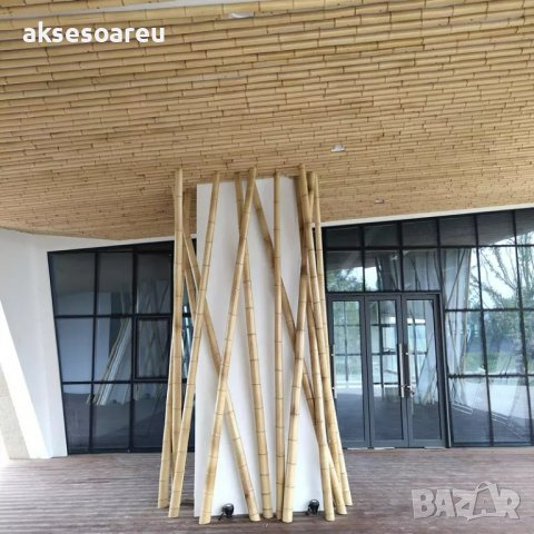 100 броя семена от декоративен бамбук Moso Bamboo зелен МОСО БАМБО за декорация и дървесина, снимка 5 - Сортови семена и луковици - 37711749