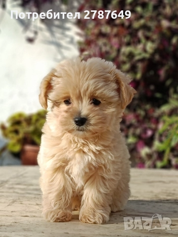 Мини малтипу, снимка 5 - Пудели - 52635015