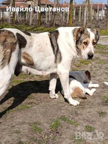 Алабай, снимка 5 - Алабай - 53941668