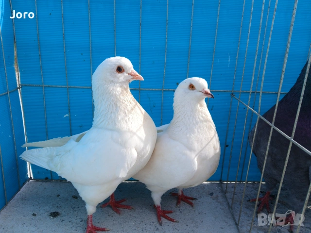 Кинг, снимка 2 - Гълъби - 53964841