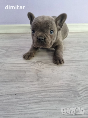 френски булдог момче , снимка 3 - Френски булдог - 52834567