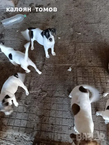 куче 🐕 Джак Ръсел , снимка 9 - Джак ръсел териер - 55622524