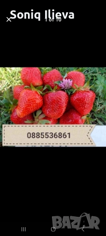 продавам разсад ягоди, снимка 2 - Разсади - 53905579