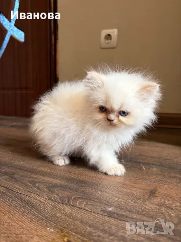 Персийско коте. , снимка 2 - Персийска - 56153471