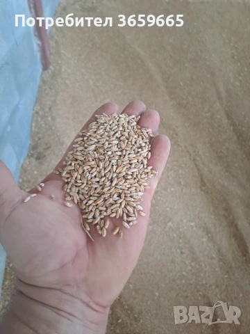 Продавам тритикале за семе, снимка 1