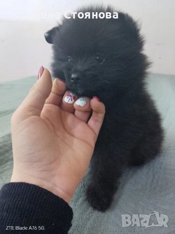 Продавам малки померани , снимка 8 - Померан - 52697875