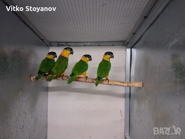 Чернотеменен амазонек-кайка чифт, снимка 4 - Папагали - 56264689
