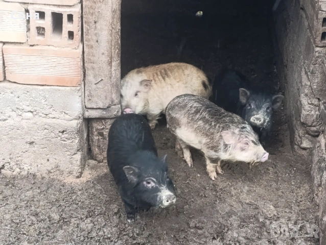 Продавам виетнамски прасета, снимка 3 - Прасета - 53035330