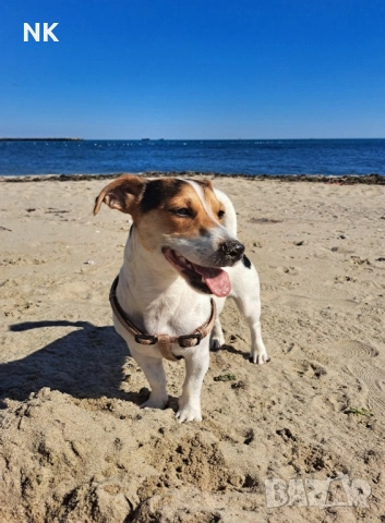 Джак Ръсел териер Търся женски за разплод , снимка 3 - Джак ръсел териер - 51979246