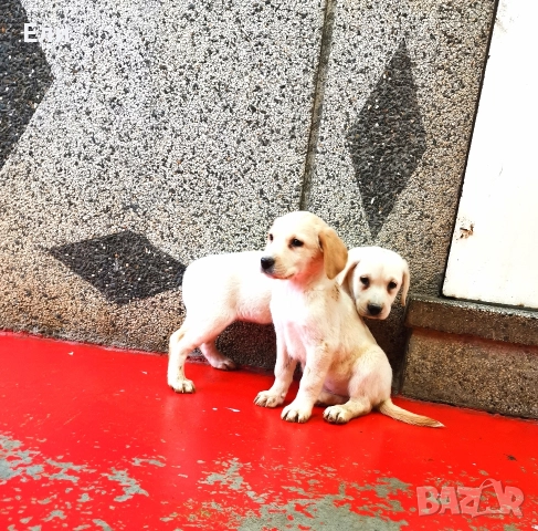 Лабрадор ретривър 