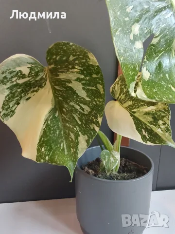 Monstera Thai Constellation /Монстера Тай Констеллейшъ, снимка 3 - Стайни растения - 55930077