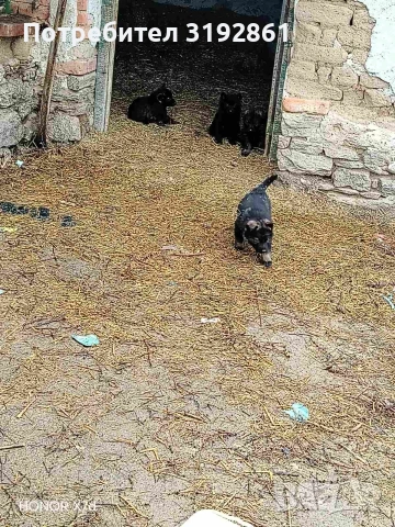 Немски Овчарки, снимка 9 - Немска овчарка - 54010323