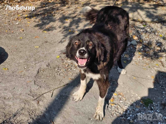 Каракачанки, снимка 3 - Каракачанска овчарка - 51488815