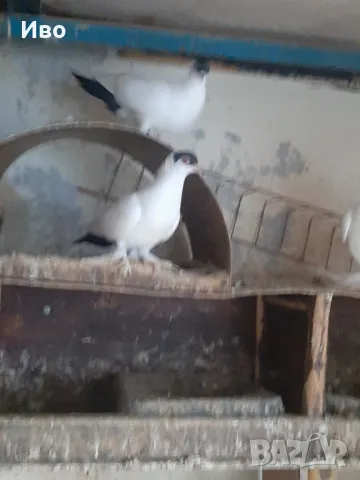 Продавам гълъби кепита , снимка 2 - Гълъби - 48981214