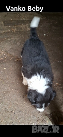 Последното каракачанско мъжко на 41 дена, снимка 2 - Каракачанска овчарка - 53380438