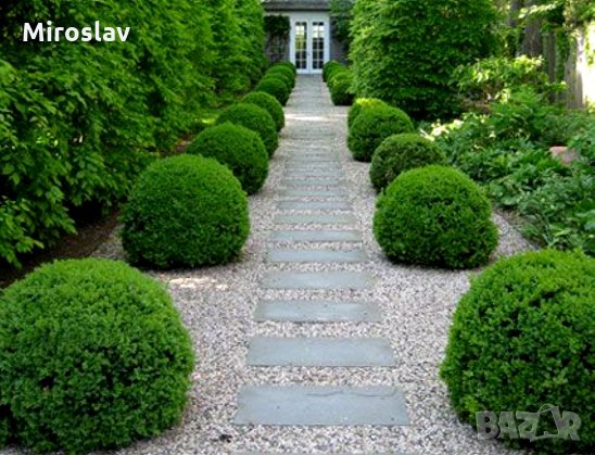 ТУЯ ДАНИКА(Кълбовидна)ПРОМОЦИЯ!!!, снимка 3 - Градински цветя и растения - 29510896