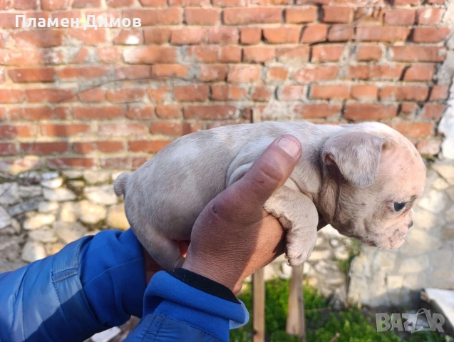 френски булдог синьо , снимка 4 - Френски булдог - 53878507