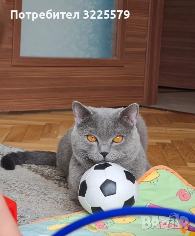 Британец за разплод, снимка 2 - Търси партньор - 51956362