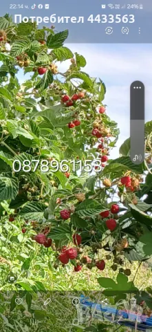 Разсад ягоди , снимка 17 - Разсади - 49982346