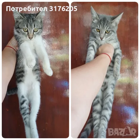 Женски котета търсят дом