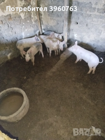 Продавам прасенца и една голяма свиня, снимка 2 - Прасета - 53938417