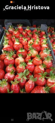 Продавам здрав разсад ягоди , снимка 4 - Градински цветя и растения - 53912419