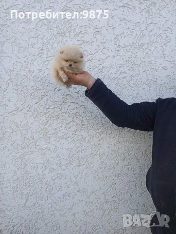 Продавам померан, снимка 4 - Померан - 54099944