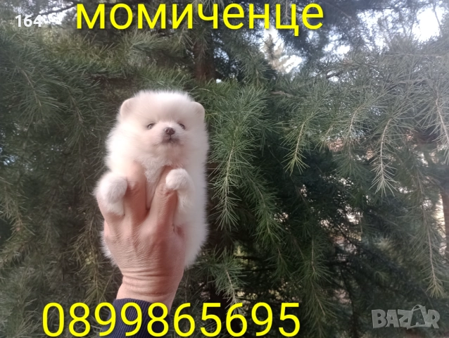 Бели момчета и момиче. Померани.