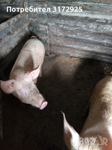 Продавам прасета , снимка 7 - Прасета - 52669901
