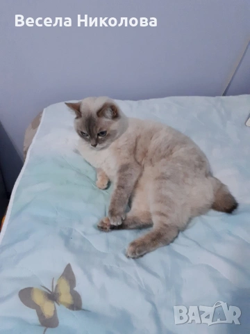 Продаваме сиамски котета , снимка 6 - Сиамска - 53921158