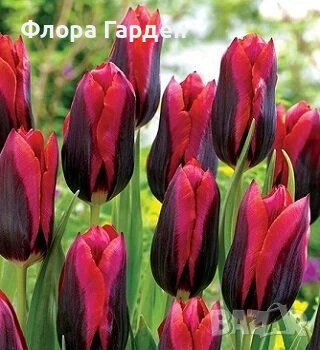 Луковици ЛАЛЕТА И ДРУГИ, снимка 7 - Сортови семена и луковици - 50970511