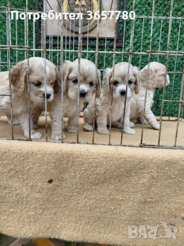 Американски кокер шпанол