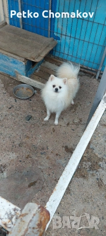 померан, снимка 3 - Померан - 52593351